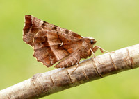 70.237 BF1917 Early Thorn Selenia dentaria