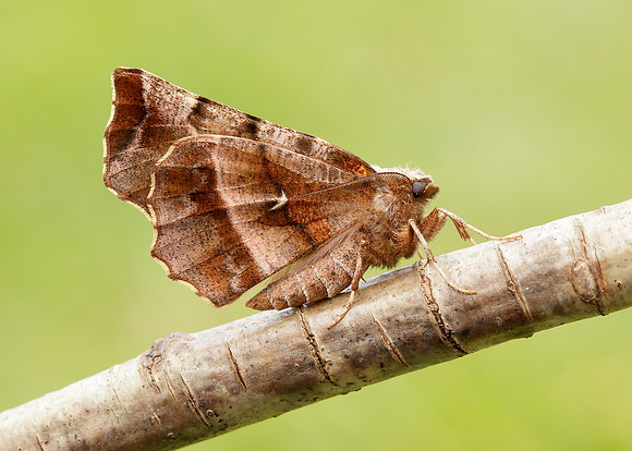 70.237 BF1917 Early Thorn Selenia dentaria