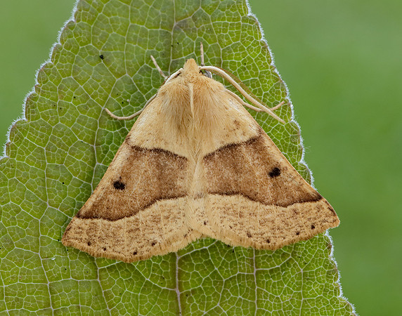 70.241 BF1921 Scalloped Oak Crocallis elinguaria