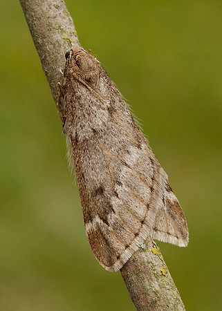 70.245 BF1663 March Moth Alsophila aescularia