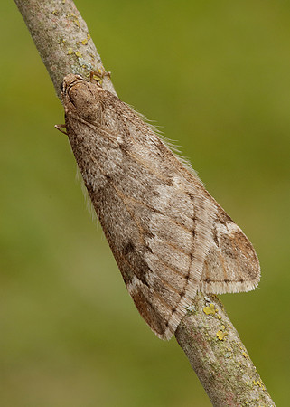 70.245 BF1663 March Moth Alsophila aescularia