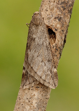 70.245 BF1663 March Moth Alsophila aescularia
