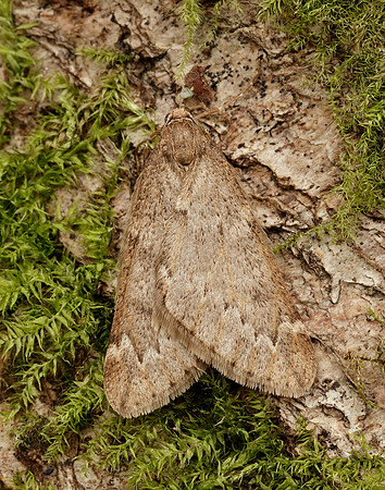 70.245 BF1663 March Moth Alsophila aescularia