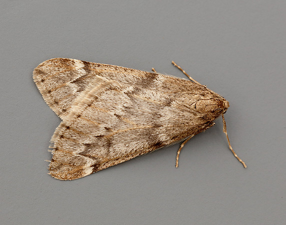 70.245 BF1663 March Moth Alsophila aescularia