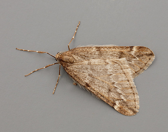 70.245 BF1663 March Moth Alsophila aescularia