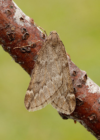 70.245 BF1663 March Moth Alsophila aescularia