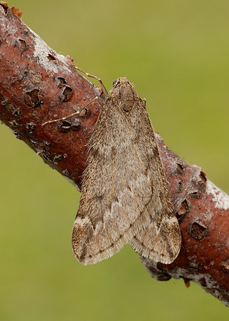 70.245 BF1663 March Moth Alsophila aescularia