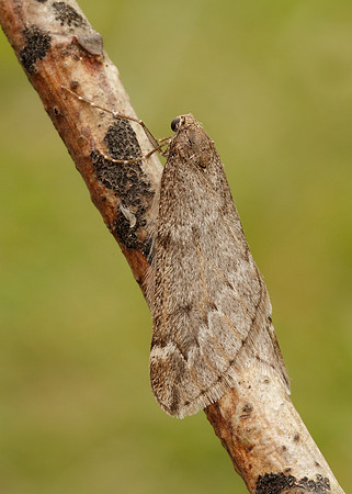 70.245 BF1663 March Moth Alsophila aescularia