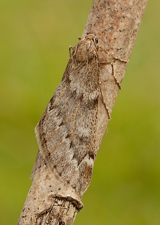 70.245 BF1663 March Moth Alsophila aescularia