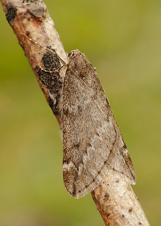 70.245 BF1663 March Moth Alsophila aescularia