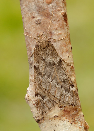 70.245 BF1663 March Moth Alsophila aescularia