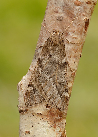 70.245 BF1663 March Moth Alsophila aescularia