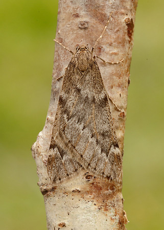 70.245 BF1663 March Moth Alsophila aescularia