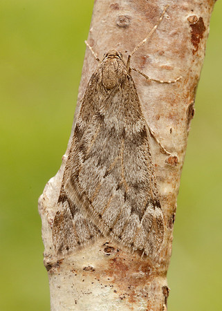 70.245 BF1663 March Moth Alsophila aescularia