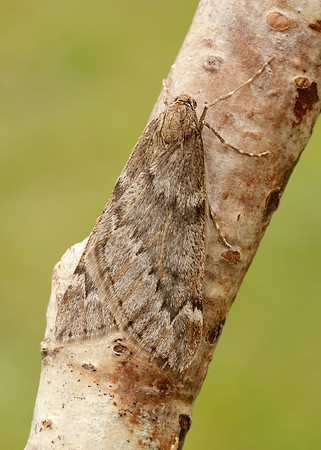 70.245 BF1663 March Moth Alsophila aescularia