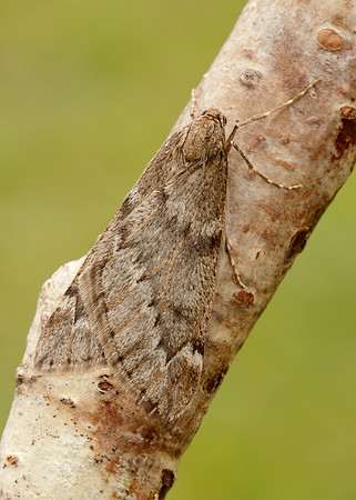 70.245 BF1663 March Moth Alsophila aescularia
