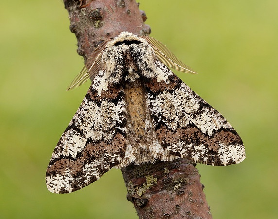 70.251 BF1930 Oak Beauty Biston strataria