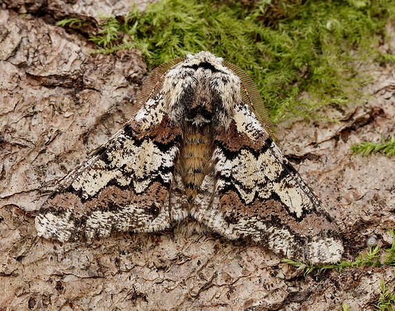 70.251 BF1930 Oak Beauty Biston strataria