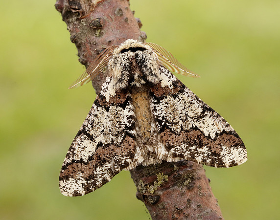 70.251 BF1930 Oak Beauty Biston strataria