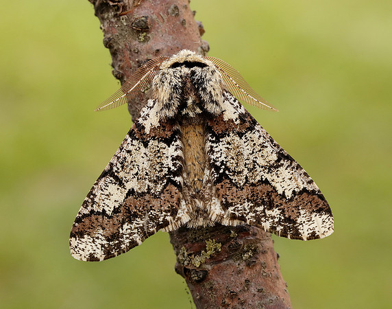 70.251 BF1930 Oak Beauty Biston strataria