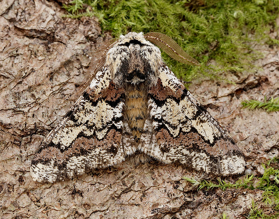 70.251 BF1930 Oak Beauty Biston strataria