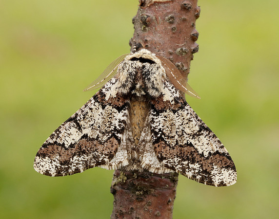 70.251 BF1930 Oak Beauty Biston strataria