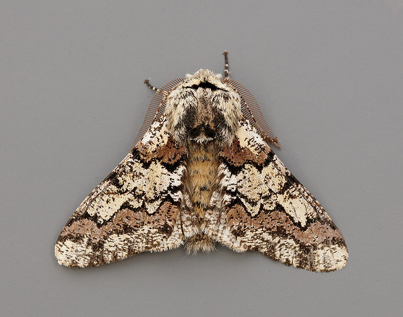 70.251 BF1930 Oak Beauty Biston strataria