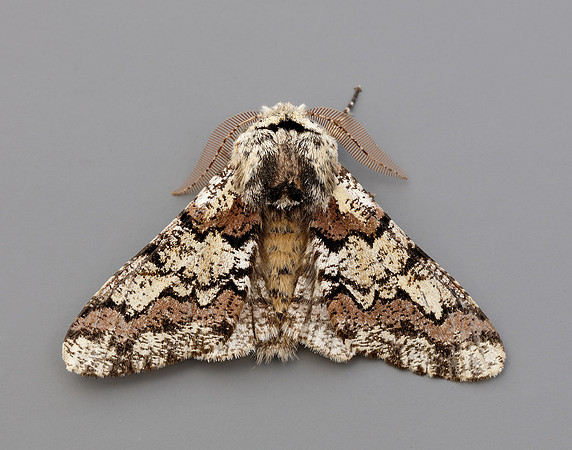 70.251 BF1930 Oak Beauty Biston strataria