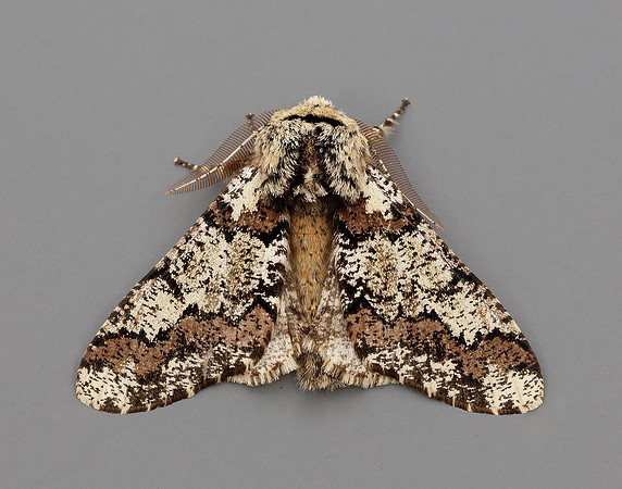 70.251 BF1930 Oak Beauty Biston strataria
