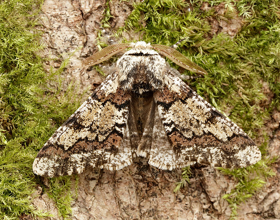 70.251 BF1930 Oak Beauty Biston strataria