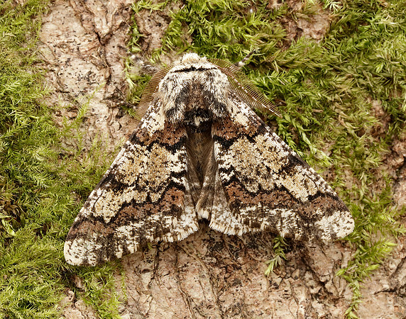 70.251 BF1930 Oak Beauty Biston strataria