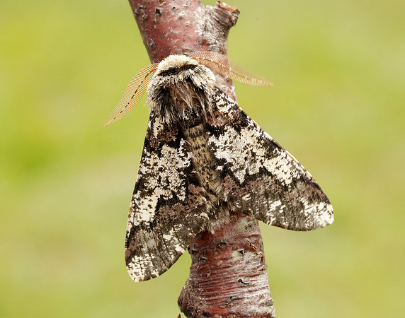 70.251 BF1930 Oak Beauty Biston strataria