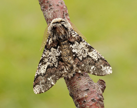 70.251 BF1930 Oak Beauty Biston strataria