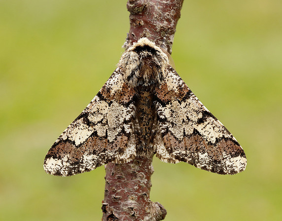 70.251 BF1930 Oak Beauty Biston strataria