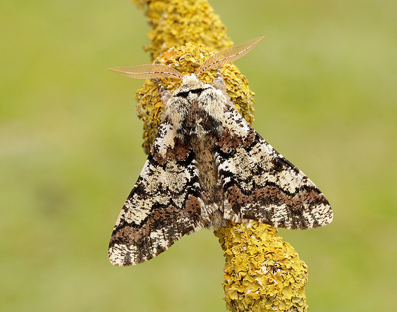 70.251 BF1930 Oak Beauty Biston strataria