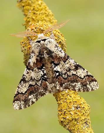 70.251 BF1930 Oak Beauty Biston strataria
