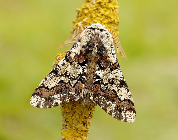 70.251 BF1930 Oak Beauty Biston strataria