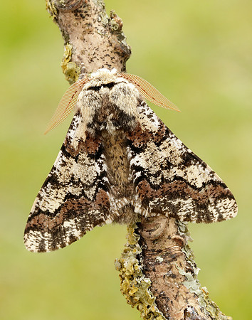 70.251 BF1930 Oak Beauty Biston strataria