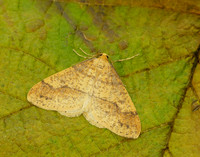 70.254 BF1933 Scarce Umber Agriopis aurantiaria
