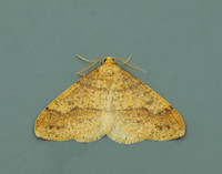 70.254 BF1933 Scarce Umber Agriopis aurantiaria
