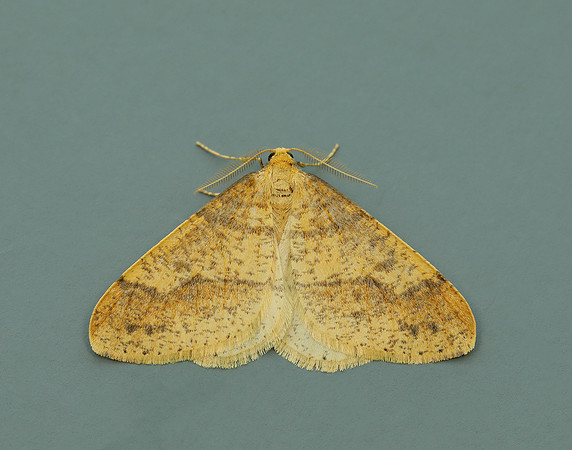 70.254 BF1933 Scarce Umber Agriopis aurantiaria