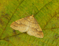 70.254 BF1933 Scarce Umber Agriopis aurantiaria