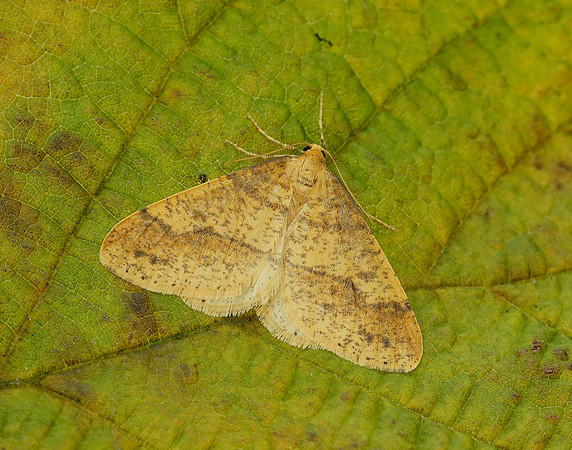70.254 BF1933 Scarce Umber Agriopis aurantiaria