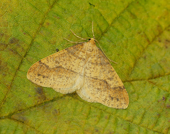 70.254 BF1933 Scarce Umber Agriopis aurantiaria