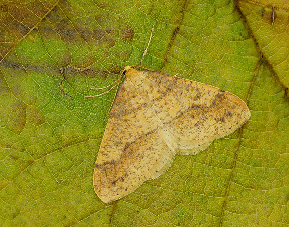 70.254 BF1933 Scarce Umber Agriopis aurantiaria