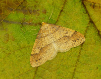 70.254 BF1933 Scarce Umber Agriopis aurantiaria