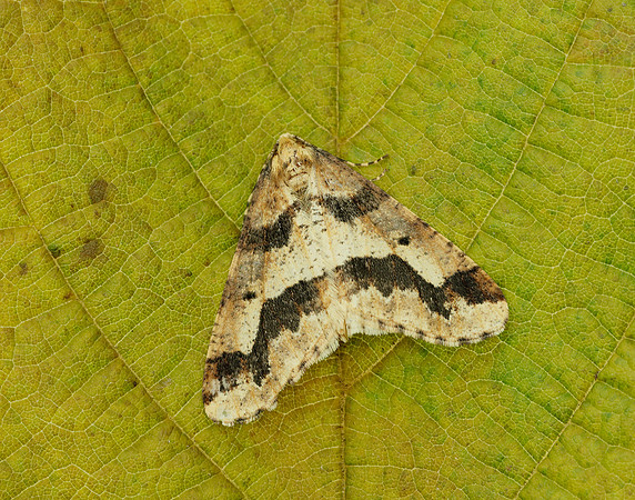 70.256 BF1935 Mottled Umber Erannis defoliaria