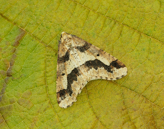 70.256 BF1935 Mottled Umber Erannis defoliaria