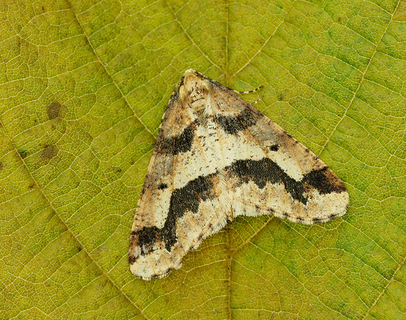 70.256 BF1935 Mottled Umber Erannis defoliaria