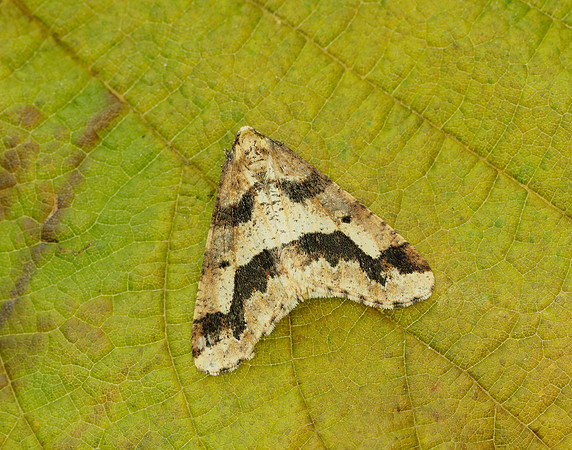 70.256 BF1935 Mottled Umber Erannis defoliaria